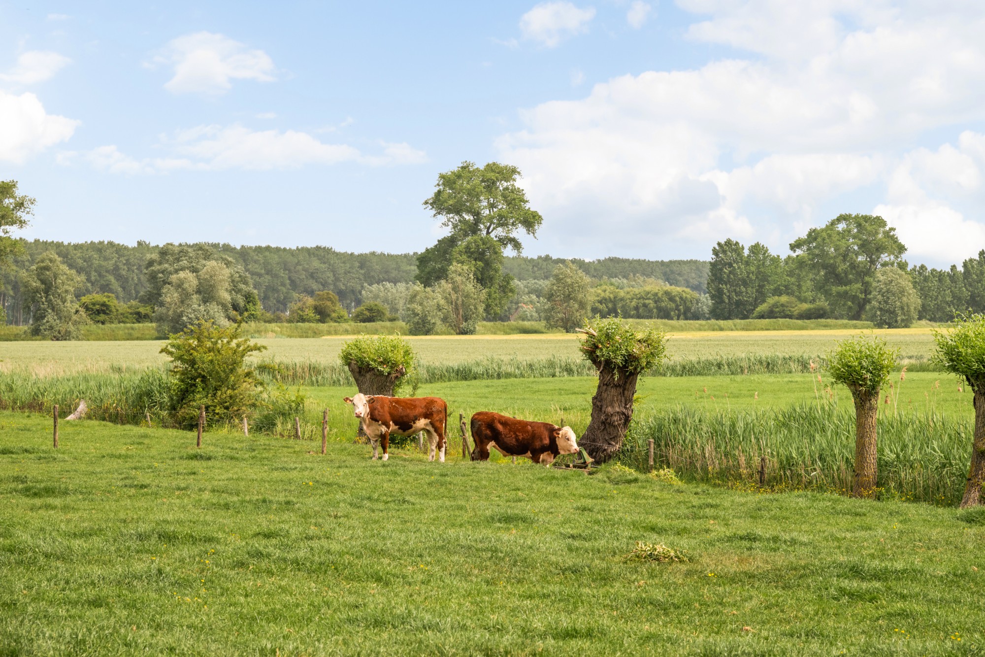 Damme - Hoeve