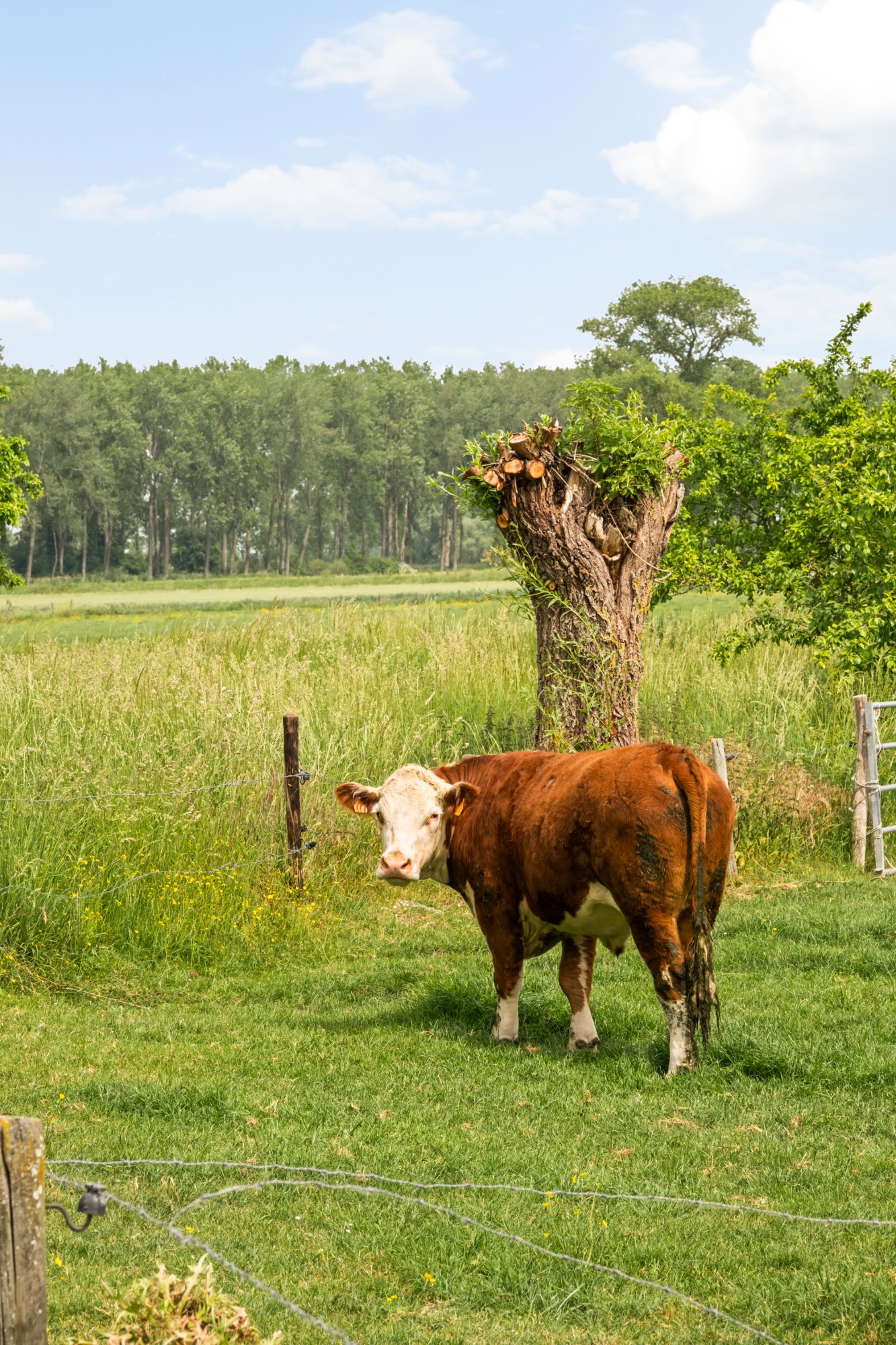 Damme - Hoeve